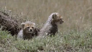 male lion kills 2 cheetahs because of it cubs