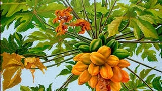 How to Grow Papaya - TvAgro By Juan Gonzalo Angel