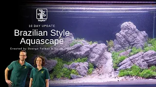 Brazilian style Aquascape | 10 days after planting | Maintenance