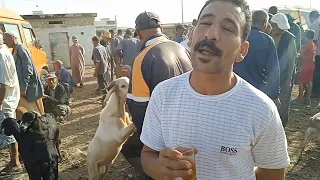 سوق السبت أولاد النمة الماعز الالبين والرومي تاريخ 15/7/2023🐐🐐 فرجة ممتعة 🐐