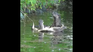 River Otter vs Snapping Turtle (warning...disturbing content) #animals