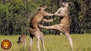 Die spektakulärsten Kämpfe im Tierreich