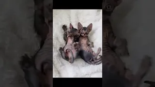 Tiger Cub Sphynx Kitten Twins