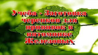 Учеба   Заготовка черенков для прививок в питомнике Железовых