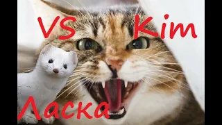 ЛАСКА ПРОТИ КОТА | Cat versus weasel