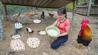 Harvest A Lot Of Chicken Eggs Go To Market Sell - Plant new corn crop, off grid | Nhất New Life