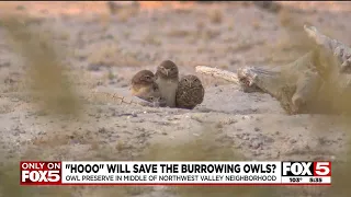 Future of burrowing owl preserve in Northwest Valley neighborhood unclear