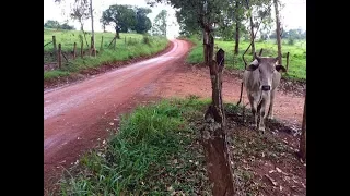 Moda de Viola, Músicas Caipiras e Sertanejo Raiz - Imagens da Roça Volume 23