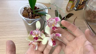 пересадка орхидеи чтобы САМА СЕБЯ ПОИЛА грунт для орхидей БЕЗ МХА сфагнума