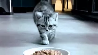 Whiskas 'Kitten' TV Commercial