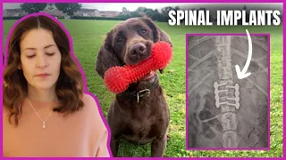 My dog had SPINAL SURGERY | Intervertebral Disk Disease (IVDD) | Degenerative Disk Disease