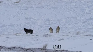 8 Mile wolf pack -  Yellowstone, March 1st 2020