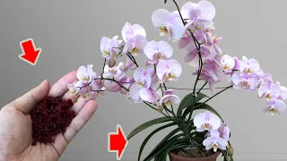 You May Not Know! Orchids Bloom With Many Beautiful Flowers Thanks To This Secret