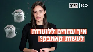 לאן נעלמו הלוטרות ואיך עוזרים להן לעשות קאמבק? | כאן חיים