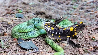 Snake Vs Salamander In A Big Battle- Animal Fight