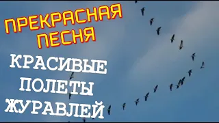 СУПЕР Прекрасная Песня! Красивые Полёты Журавлей! Алексин - Крик Журавлей & TECHNO MUSIC SPACE (TMS)