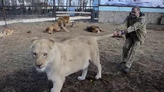 Белоснежная львица Герда и папа Олег встреча  Тайган 1