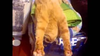 Best funny cats May 2014 compilation