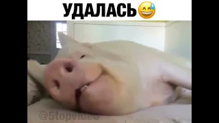 Жизнь удалась