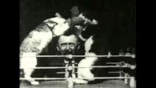 Boxing Cats, 1894 movie filmed by Thomas A Edison Inc.