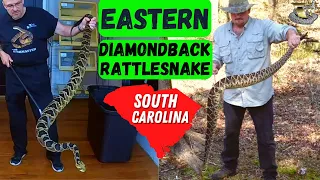 THE LARGEST Rattlesnake in the World - Eastern Diamondback Rattlesnake