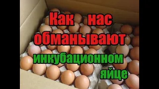 Как не быть обманутым при покупке инкубационного яйца! Как обманывают экспортеры инкубационного яйца