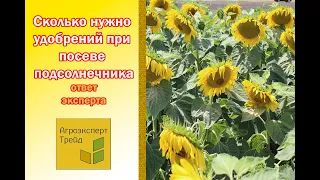 Сколько нужно удобрений при посеве подсолнечника- ответ эксперта Олег Костюченко