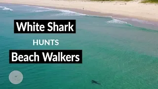 White Shark Hunts Beach Walkers - Shark Drone Footage