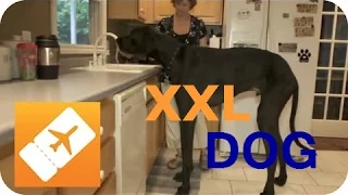 America XXL: The biggest dog worldwide