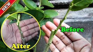 Easy Grafting Citrus tree For Beginner 100% Work ( Garden and Home )