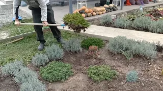 ФЛОКС ШИЛОВИДНЫЙ, размножение делением куста осенью 🌱