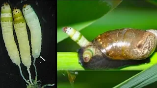 These Weird Freshwater 'Zombie Snails' Are Some Of The Deadliest Animals On The Planet