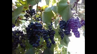 Виноград Маркетт Grapes Markett