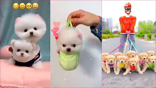 Tik Tok Chó Phốc Sóc Mini 😍 Funny and Cute Pomeranian #103