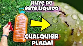 ESTO es MIL VECES + potente que LOS Insecticidas comerciales! Elimina bichos y plagas de Tus Plantas