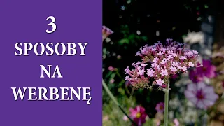 Jak uprawiać WERBENĘ PATAGOŃSKĄ / 3 sposoby na pozyskanie werbeny w ogrodzie / MrsGarden