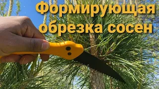 Как я ФОРМИРУЮ СОСНЫ