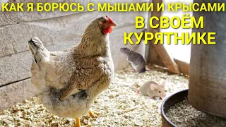 Курятник на даче / Как борюсь с крысами и мышами