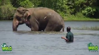 Injured Elephant | incredible Moments Of Saving an elephant | Wildlife | Animaux