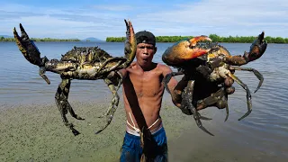 Amazing Catching Giant Mud Crabs at Swamp after Water Low Tide | Find Huge Mud Crab