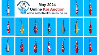 Selective Koi Sales May 2024 Koi auction