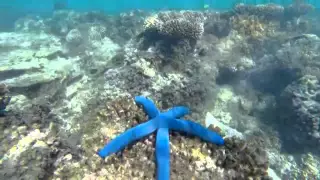 Destination WA - Ningaloo Snorkel