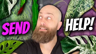They're Taking Over...! | Indoor Plant Tour June 2023