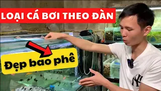 Cá loài cá bơi theo đàn bao phê | Nguyễn Du aqua