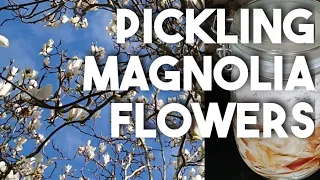 Garden Foraging: Pickled Magnolia Flowers