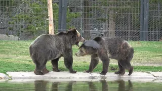 Yellowstone - Grizzly Battle