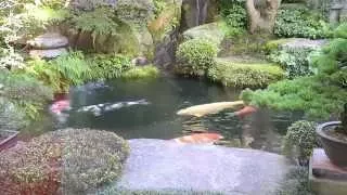 Modern Koi Blog #263 - Live from Japan: Ein 5.000 Liter Traum Teich