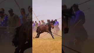 Сколько людей держат эту лошадь