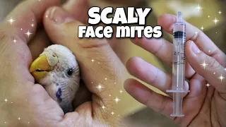 Guide to Dealing with Budgie Scaly Face Mites