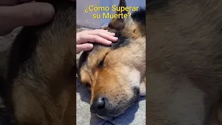 💔¿CÓMO SUPERAR y AFRONTAR LA MUERTE DE UNA MASCOTA (PERRO O GATO) ? 💔15 CONSEJOS